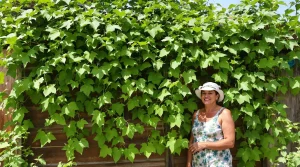 Canicules, sécheresse : ce légume tropical adore le climat français et remplace 2 classiques du potager
