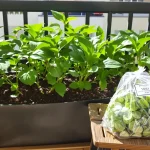 Ce légume bourré de pesticides que je préfère cultiver moi-même à la maison (facilement)