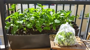 Ce légume bourré de pesticides que je préfère cultiver moi-même à la maison (facilement)