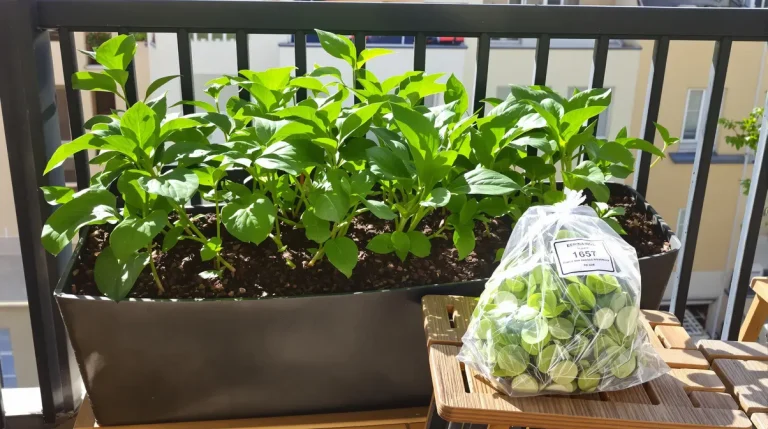 Ce légume bourré de pesticides que je préfère cultiver moi-même à la maison (facilement) Ce légume bourré de pesticides que je préfère cultiver moi-même à la maison (facilement)