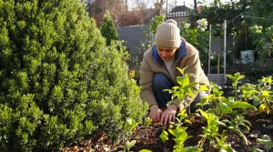 Elle passe l’hiver dehors et finit dans vos assiettes : la plante méconnue qu’on devrait tous semer